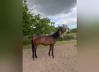 Koń pełnej krwi angielskiej, Ogier, 1 Rok, 147 cm, Gniada