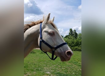 Koń pełnej krwi angielskiej, Ogier, 15 lat, 165 cm, Perlino