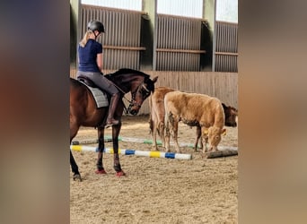 Koń pełnej krwi angielskiej, Wałach, 10 lat, 155 cm, Gniada