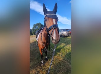 Koń pełnej krwi angielskiej, Wałach, 10 lat, 158 cm, Gniada
