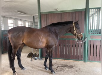 Koń pełnej krwi angielskiej, Wałach, 10 lat, 160 cm, Ciemnogniada