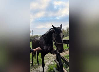 Koń pełnej krwi angielskiej, Wałach, 10 lat, 168 cm, Ciemnogniada