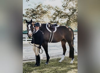 Koń pełnej krwi angielskiej, Wałach, 11 lat, 163 cm, Ciemnogniada