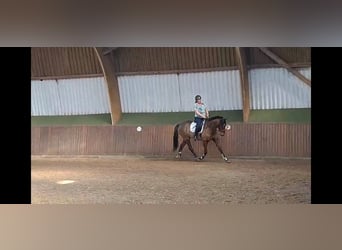 Koń pełnej krwi angielskiej, Wałach, 11 lat, 172 cm, Gniada