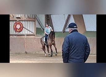 Koń pełnej krwi angielskiej, Wałach, 11 lat, 172 cm, Gniada