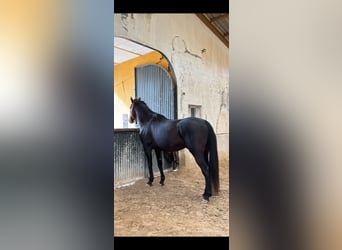 Koń pełnej krwi angielskiej, Wałach, 12 lat, 164 cm, Kara