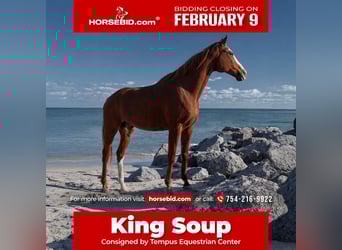 Koń pełnej krwi angielskiej, Wałach, 12 lat, 168 cm, Ciemnokasztanowata