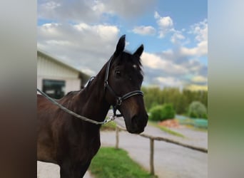 Koń pełnej krwi angielskiej, Wałach, 13 lat, 160 cm, Ciemnogniada