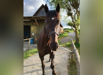 Koń pełnej krwi angielskiej, Wałach, 13 lat, 160 cm, Ciemnogniada