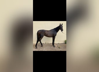 Koń pełnej krwi angielskiej, Wałach, 13 lat, 160 cm, Ciemnogniada