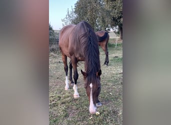 Koń pełnej krwi angielskiej, Wałach, 13 lat, 163 cm, Gniada