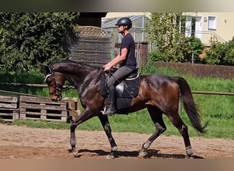 Koń pełnej krwi angielskiej, Wałach, 13 lat, 170 cm, Gniada