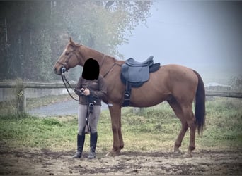 Koń pełnej krwi angielskiej, Wałach, 13 lat, 170 cm, Kasztanowata