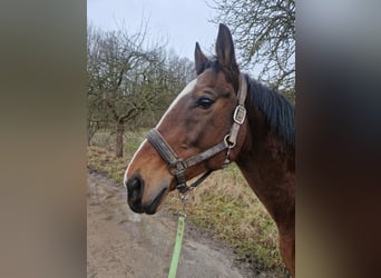 Koń pełnej krwi angielskiej, Wałach, 14 lat, 164 cm, Gniada
