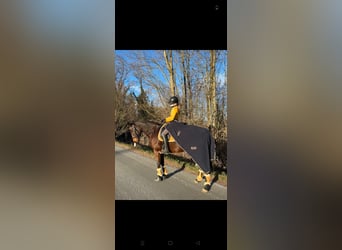 Koń pełnej krwi angielskiej, Wałach, 15 lat, 165 cm, Gniada