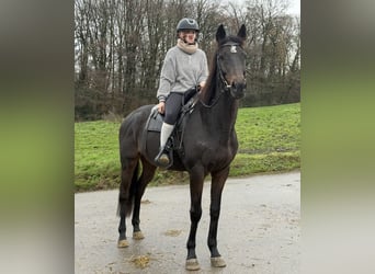 Koń pełnej krwi angielskiej, Wałach, 16 lat, 166 cm, Ciemnogniada