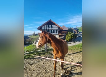 Koń pełnej krwi angielskiej, Wałach, 3 lat, 156 cm, Kasztanowata