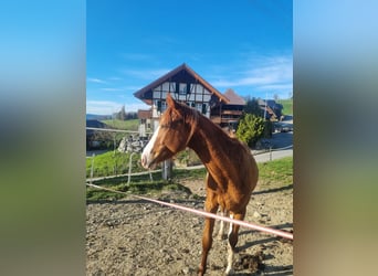 Koń pełnej krwi angielskiej, Wałach, 3 lat, 156 cm, Kasztanowata