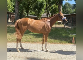 Koń pełnej krwi angielskiej, Wałach, 3 lat, 160 cm, Kasztanowata