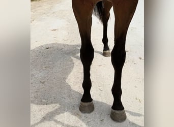 Koń pełnej krwi angielskiej, Wałach, 3 lat, 173 cm, Jasnogniada