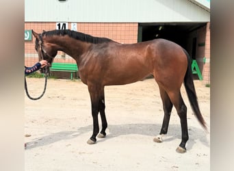 Koń pełnej krwi angielskiej, Wałach, 3 lat, 173 cm, Jasnogniada