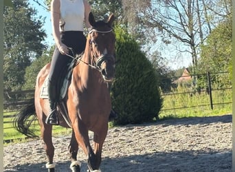 Koń pełnej krwi angielskiej, Wałach, 4 lat, 160 cm, Ciemnogniada