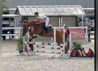 Koń pełnej krwi angielskiej, Wałach, 4 lat, 165 cm, Kasztanowata