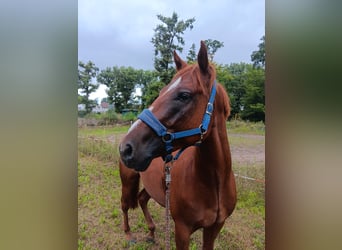 Koń pełnej krwi angielskiej Mix, Wałach, 5 lat, 160 cm, Kasztanowata