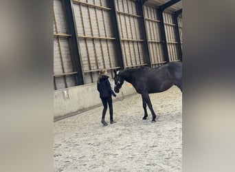 Koń pełnej krwi angielskiej, Wałach, 5 lat, 162 cm, Skarogniada