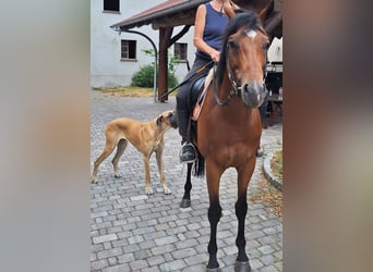 Koń pełnej krwi angielskiej, Wałach, 5 lat, 163 cm, Gniada