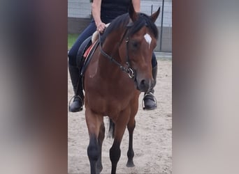 Koń pełnej krwi angielskiej, Wałach, 5 lat, 163 cm, Gniada