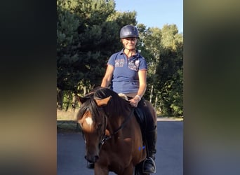 Koń pełnej krwi angielskiej, Wałach, 5 lat, 163 cm, Gniada