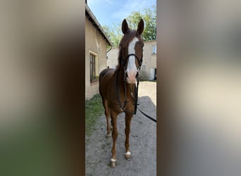 Koń pełnej krwi angielskiej, Wałach, 5 lat, 166 cm, Ciemnokasztanowata