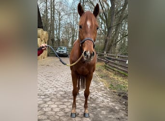 Koń pełnej krwi angielskiej, Wałach, 5 lat, 166 cm, Kasztanowata