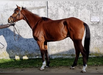 Koń pełnej krwi angielskiej, Wałach, 5 lat, 167 cm, Gniada