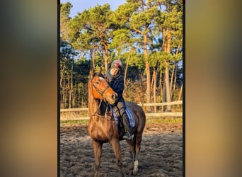 Koń pełnej krwi angielskiej, Wałach, 5 lat, Gniada