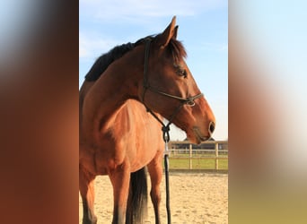 Koń pełnej krwi angielskiej, Wałach, 6 lat, 153 cm, Gniada