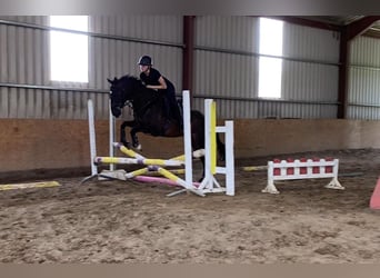 Koń pełnej krwi angielskiej, Wałach, 6 lat, 155 cm, Gniada