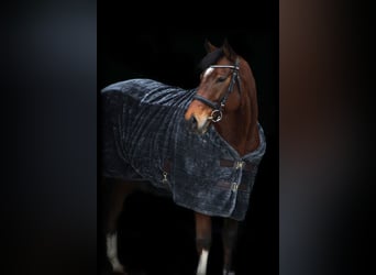 Koń pełnej krwi angielskiej, Wałach, 6 lat, 160 cm, Gniada