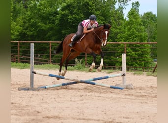 Koń pełnej krwi angielskiej Mix, Wałach, 6 lat, 163 cm, Gniada