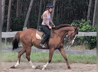 Koń pełnej krwi angielskiej, Wałach, 6 lat, 164 cm, Kasztanowata