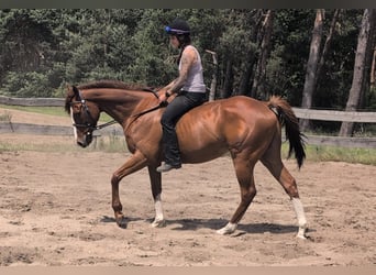 Koń pełnej krwi angielskiej, Wałach, 6 lat, 164 cm, Kasztanowata
