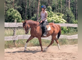 Koń pełnej krwi angielskiej, Wałach, 6 lat, 164 cm, Kasztanowata