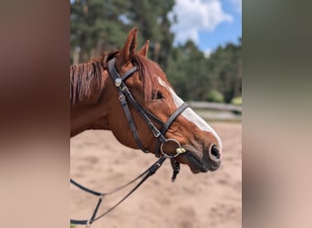 Koń pełnej krwi angielskiej, Wałach, 6 lat, 164 cm, Kasztanowata