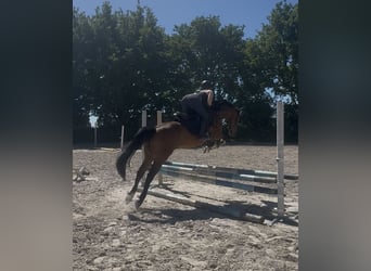 Koń pełnej krwi angielskiej, Wałach, 7 lat, 152 cm, Gniada
