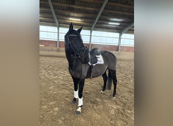 Koń pełnej krwi angielskiej, Wałach, 7 lat, 158 cm, Kara