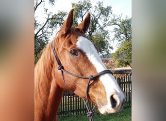 Koń pełnej krwi angielskiej, Wałach, 7 lat, 158 cm, Kasztanowata