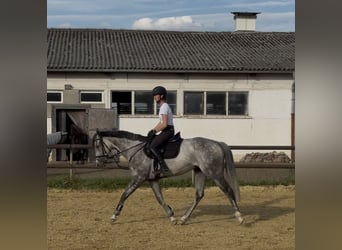 Koń pełnej krwi angielskiej, Wałach, 7 lat, 159 cm, Siwa