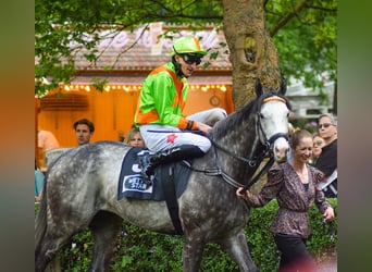 Koń pełnej krwi angielskiej, Wałach, 7 lat, 159 cm, Siwa
