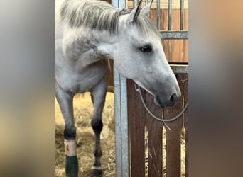 Koń pełnej krwi angielskiej, Wałach, 7 lat, 160 cm, Siwa